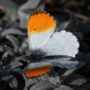 Anthocharis cardamines (Linné 1758) - L'Aurore