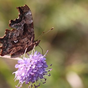 Polygonia c-album (Linné 1758) - Robert-le-diable