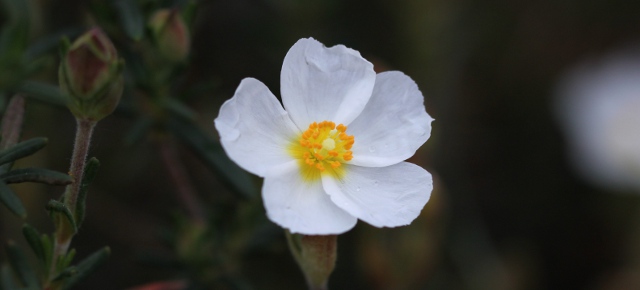 Halimium umbellatum (L.) Spach 1836 - Hélianthème en ombelle