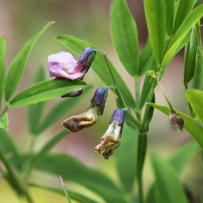 Lathyrus linifolius (Reichard) Bässer, 1971 – La Gesse des montagnes