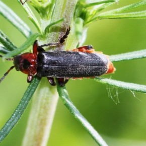 Cantharis (Cantharis) rustica (Fallen 1807) – Le Moine