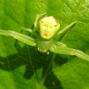 Ebrechtella tricuspidata (Fabricius 1775)