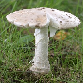 Amanita strobiliformis (Paulet) Bertillon, 1866 – L’ Amanite solitaire