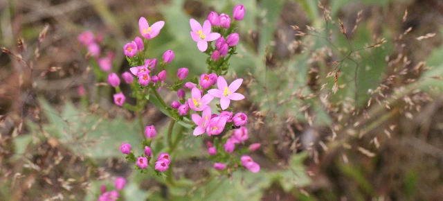 Centaurium erythraea (Rafn, 1800) – L’Erythrée petite-centaurée