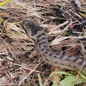 Coronella austriaca (Laurenti, 1768) – La Coronelle lisse