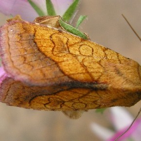 Pyrrhia umbra (Hufnagel, 1766) – La Chrysographe