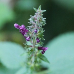 Stachys sylvatica (Linné, 1753) – L’Epiaire des bois