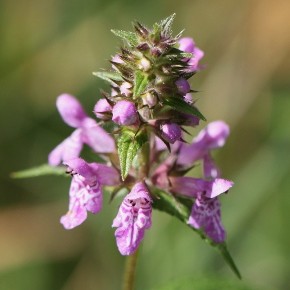 Stachys palustris (Linné, 1753) – L’Epiaire des marais