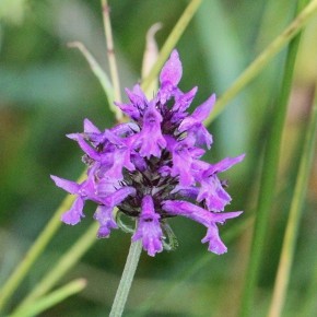 Stachys officinalis ((L.) Trevisan, 1842) – Epiaire officinal