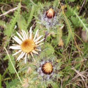 Carlina vulgaris (Linné, 1753) – La Carline commune