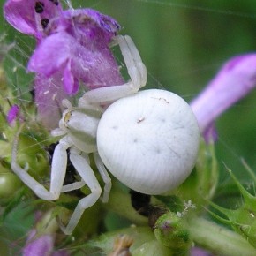 Misumena vatia (Clerck, 1757) – La Thomise variable