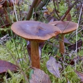 Cortinarius cinnamomeoluteus, P.D. Orton, 1960 – Le Cortinaire jaune cannelle