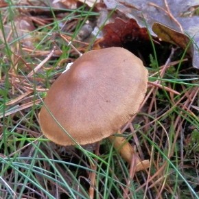 Cortinarius semisanguineus (Fries 1821 : Fries) Gillet 1874 – Le Cortinaire semi-sanguin