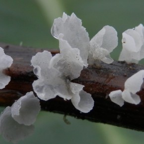 Calyptella capula (Holmskjold) Quélet. (1888) – La Cyphelle en vase