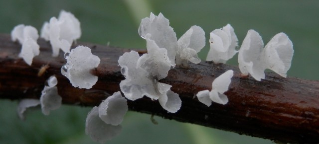 Calyptella capula (Holmskjold) Quélet. (1888) – La Cyphelle en vase