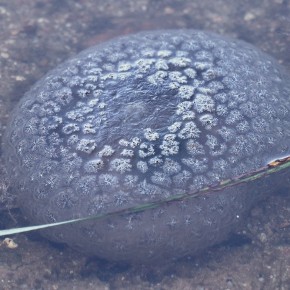 Pectinatella magnifica, Leydi 1851 – Bryozoaire magnifique