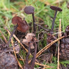 Auriscalpium vulgare, Gray (1821) – l’Hydne cure-oreille