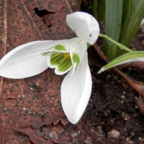 Galanthus nivalis (Linné, 1753) – Le Perce-neige