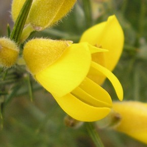 Ulex europaeus (Linné, 1753) – L’Ajonc d’Europe