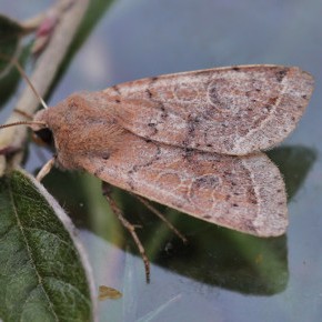 Orthosia cerasi (Fabricius,1775) – L’Orthosie du cerisier