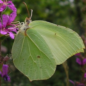 Gonepteryx rhamni (Linné, 1758) – le Citron