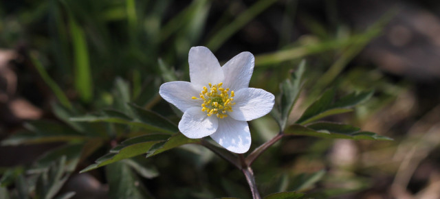 Anemone nemorosa (Linné, 1753) – L’Anémone des bois