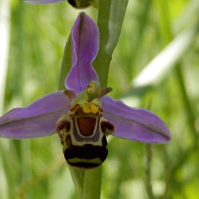 Ophrys apifera (Hudson, 1762) – L’Ophrys abeille