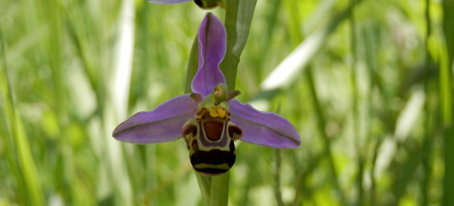 Ophrys apifera (Hudson, 1762) – L’Ophrys abeille