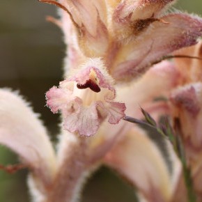 Orobanche amethystea (Thuiller,1799) – Orobanche du Panicault