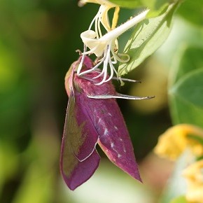 Deilephila elpenor (Linné, 1758) – Le Grand Sphinx de la vigne