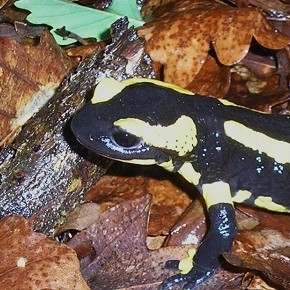 Salamandra salamandra terrestris, Lacepède, 1788 – La Salamandre terrestre