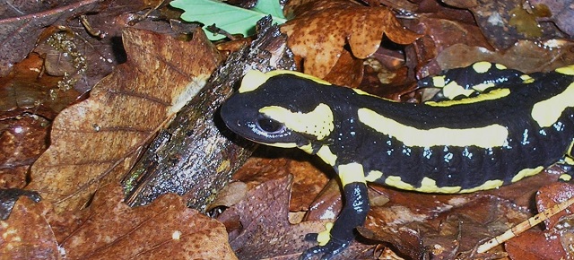 Salamandra salamandra terrestris, Lacepède, 1788 – La Salamandre terrestre