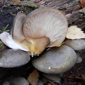 Sarcomyxa serotina (Persoon ex Hoffmann) P. Karsten (1891) – Le Pleurote tardif