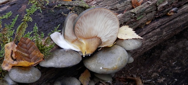 Sarcomyxa serotina (Persoon ex Hoffmann) P. Karsten (1891) – Le Pleurote tardif