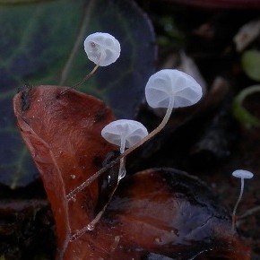 Marasmius epiphylloides (Rea) Saccardo & Trotter 1925 – Le Marasme du Lierre