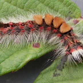 Orgyia antiqua (Linnaeus 1758) - L’Etoilée