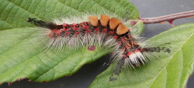 Orgyia antiqua (Linnaeus 1758) - L’Etoilée