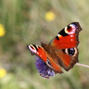 Papillon de jour