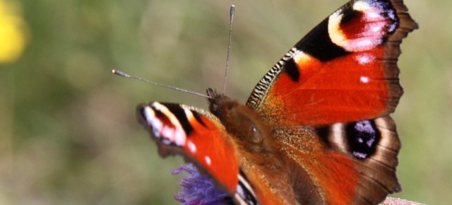 Papillon de jour