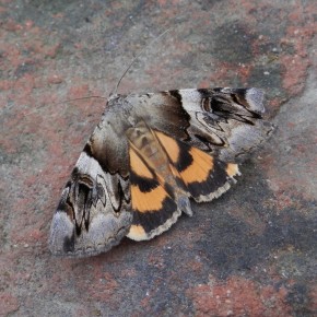 Papillon de nuit. Erebidae