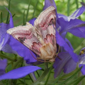 Papillon de nuit. Noctuidae