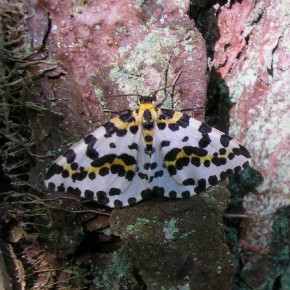 Papillon de nuit. Geometridae : Ennominae.