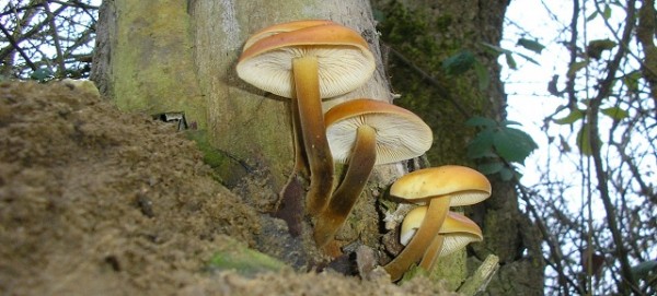 La Collybie à pied velouté