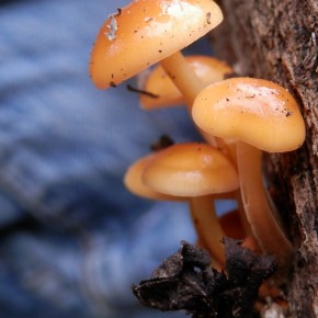 La Collybie à pied velouté