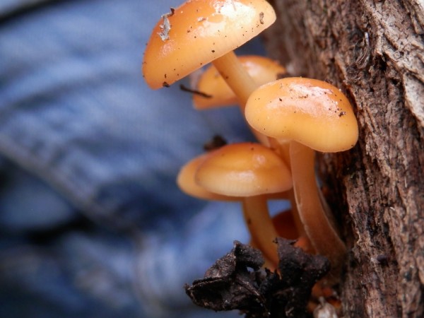 La Collybie à pied velouté