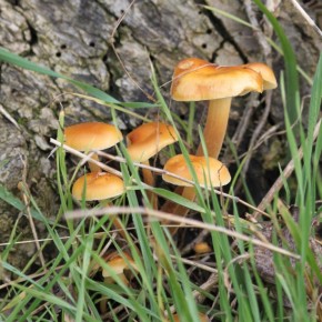 La Collybie à pied velouté