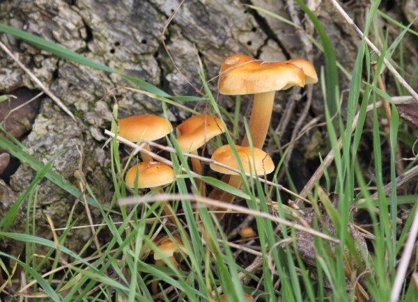 La Collybie à pied velouté