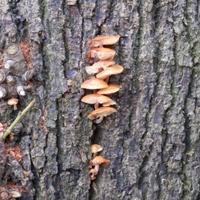 La Collybie à pied velouté