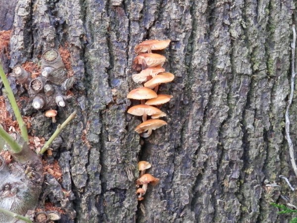 La Collybie à pied velouté