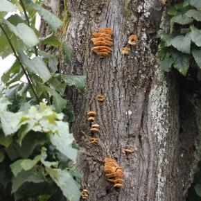 La Collybie à pied velouté